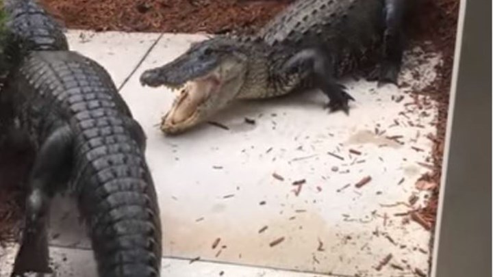 Βρήκε δύο αλιγάτορες να τσακώνονται έξω από την πόρτα του σπιτιού της – ΦΩΤΟ
