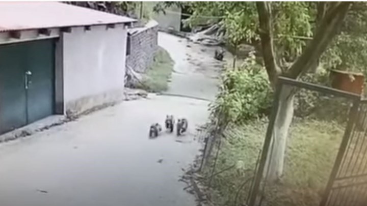 Μεθυσμένα αρκουδάκια βγήκαν στους δρόμους του Μετσόβου – ΒΙΝΤΕΟ