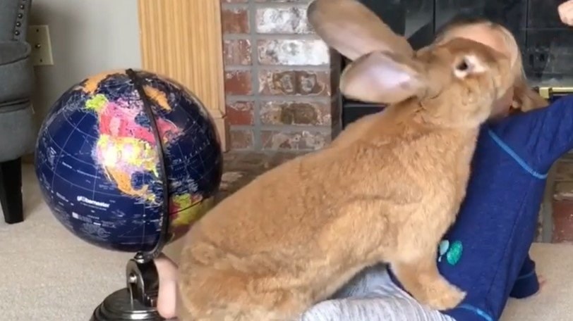 Viral: Τεράστιο κουνέλι ζει με οικογένεια – ΒΙΝΤΕΟ