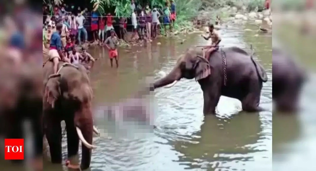 Φρίκη για τον θάνατο της εγκύου ελεφαντίνας στην Ινδία – Συνελήφθη ένας ύποπτος
