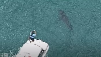Αυστραλία: Καρχαρίας τριών μέτρων κατασπάραξε σέρφερ – Ξεψύχησε στην ακτή