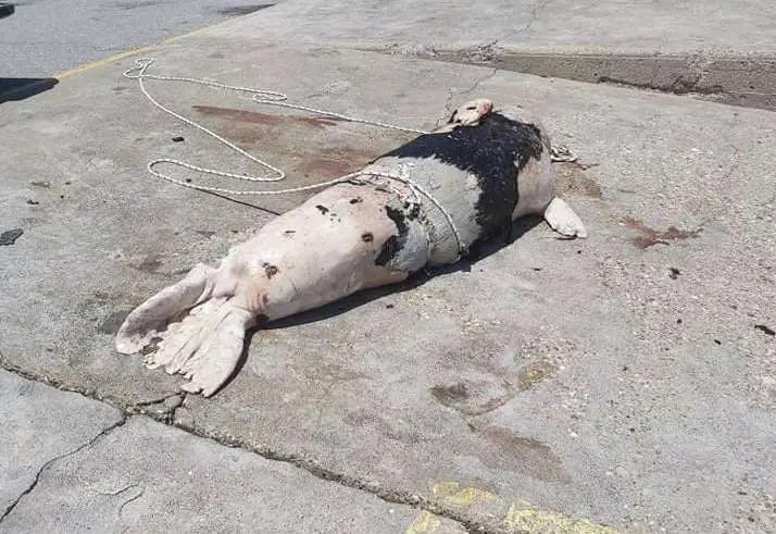 Κρήτη: Ξεβράστηκε πυροβολημένη φώκια σε παραλία  του Αγίου Νικολάου – ΦΩΤΟ