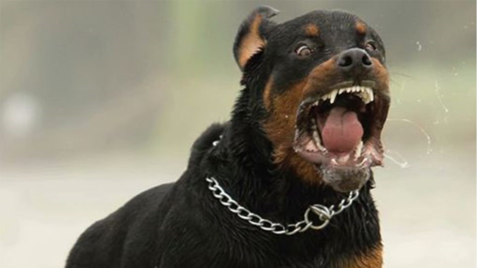 Κοζάνη: Ροτβάιλερ δάγκωσε 7χρονο κοριτσάκι