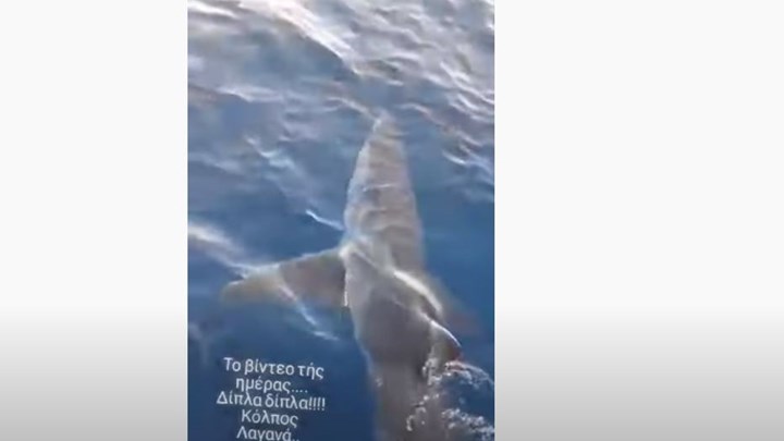 Ζάκυνθος: Μεγάλος καρχαρίας στον κόλπο του Λαγανά – ΒΙΝΤΕΟ