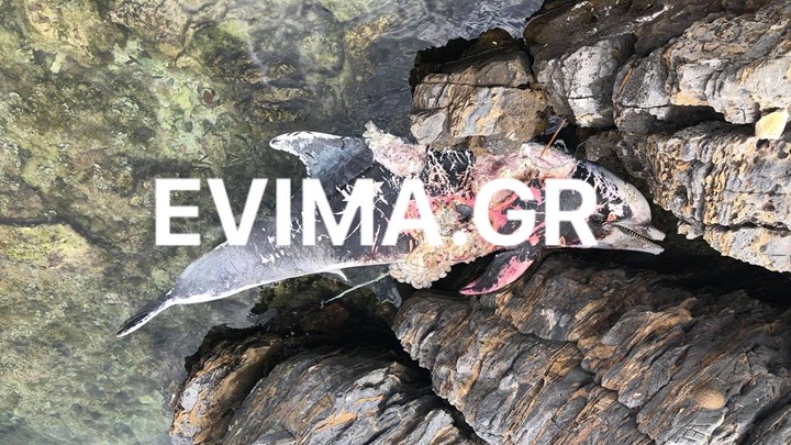 Εύβοια: Νεκρό δελφίνι σε βράχια – ΦΩΤΟ