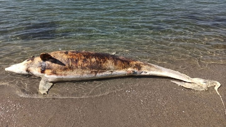Νεκρό δελφίνι σε παραλία της Καβάλας – ΦΩΤΟ