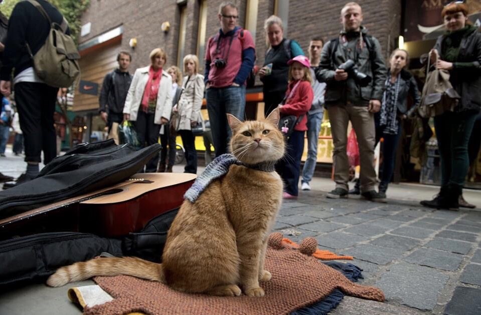 Θλίψη για τον Μπομπ: Πέθανε ο διάσημος γάτος που έγινε έμπνευση για βιβλίο και ταινία – ΒΙΝΤΕΟ