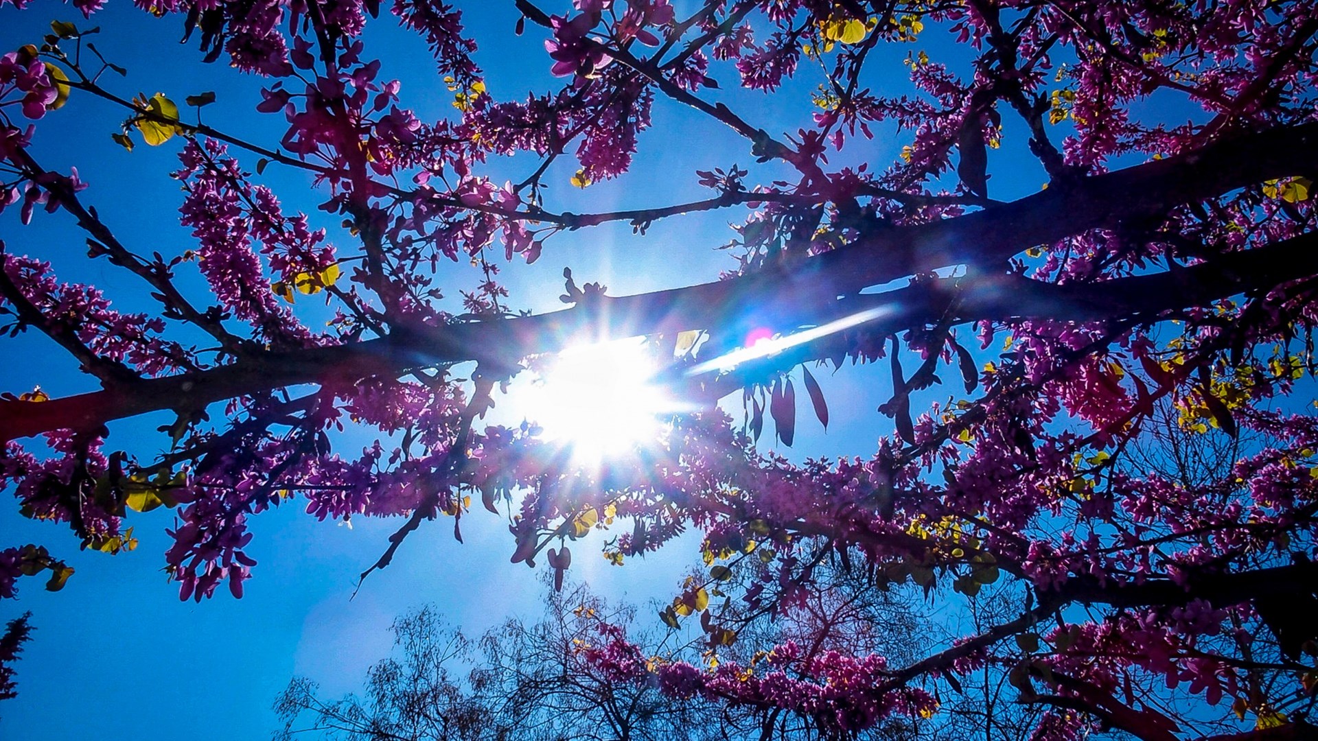 Καιρός: Επιστρέφει η ζέστη με θερμοκρασίες έως 36 βαθμούς – Αναλυτικά η πρόγνωση