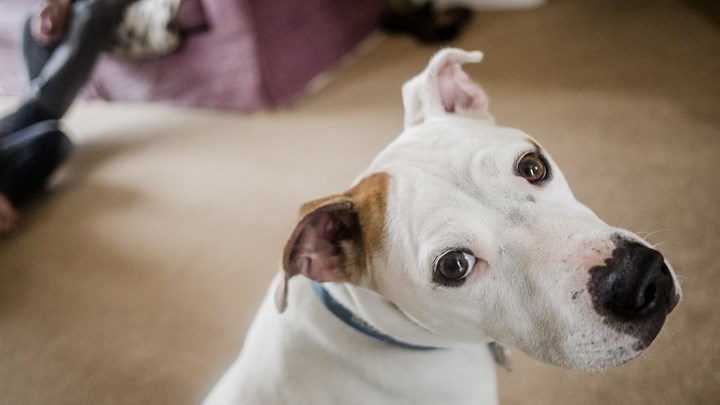 Μυτιλήνη: Πρόστιμο 500 ευρώ επειδή… γάβγιζε ο σκύλος του