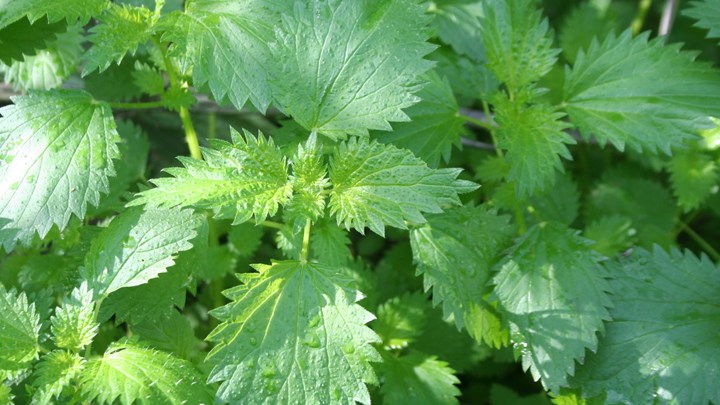 “Μαϊμού” γιατρός: Μαντζούνια για τον καρκίνο με… τσουκνίδα – Έδινε στους καρκινοπαθείς 20 χάπια τη μέρα