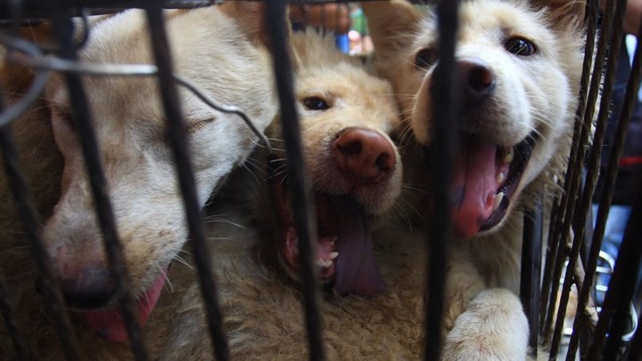 Κίνα: Φεστιβάλ κατανάλωσης κρέατος σκύλου εν μέσω κορονοϊού