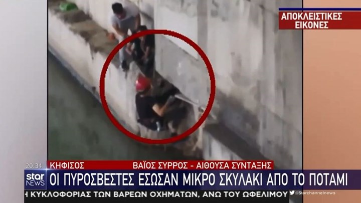 Σκυλάκι έπεσε στον Κηφισό κι εγκλωβίστηκε – Συγκλονίζει η στιγμή της διάσωσης – ΒΙΝΤΕΟ