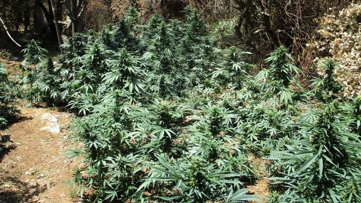 Ρέθυμνο: Τεράστιες φυτείες κάνναβης εντόπισε το ελικόπτερο της ΕΛ.ΑΣ. – ΦΩΤΟ