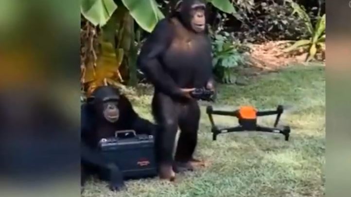 Χιμπατζής χειρίζεται drone και “γκρεμίζει” το ίντερνετ – ΒΙΝΤΕΟ