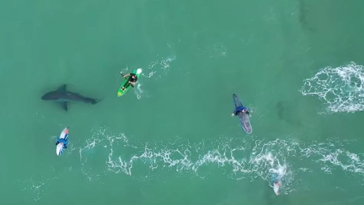 Νότια Αφρική: Λευκός καρχαρίας “παραμονεύει” δίπλα από σέρφερ – ΒΙΝΤΕΟ από drone