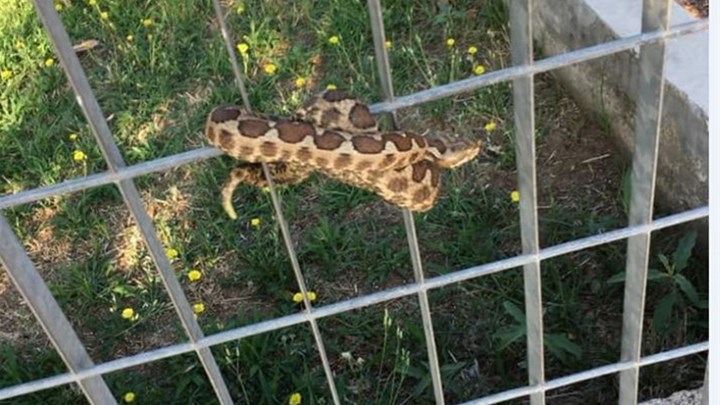 Θεσσαλονίκη: Τρόμος από φίδι σε παιδική χαρά – Τι είπε ο άνθρωπος που απομάκρυνε την οχιά – ΒΙΝΤΕΟ