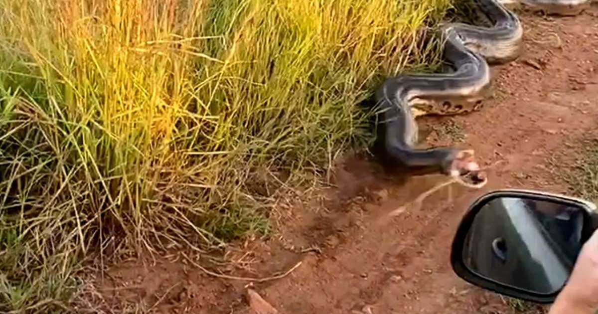 Τρόμος για ζευγάρι στη Βραζιλία –  Τεράστιο ανακόντα επιτίθεται στο αυτοκίνητό τους – ΒΙΝΤΕΟ