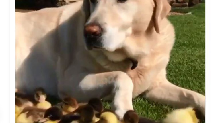 Λαμπραντόρ υιοθέτησε εννέα… παπάκια – Δείτε πώς τα πάει βόλτα – ΒΙΝΤΕΟ