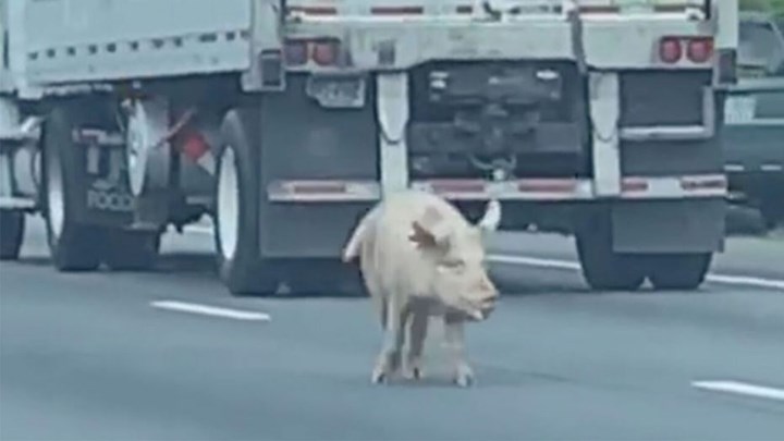 Χαμός στην άσφαλτο: Γουρούνια έχασαν τον δρόμο και προκάλεσαν πανικό – ΒΙΝΤΕΟ
