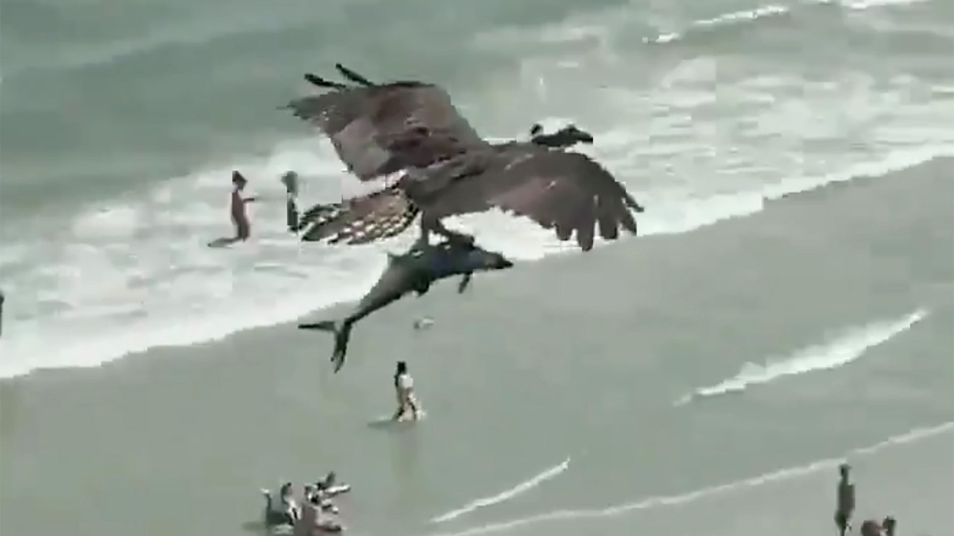 Viral ΒΙΝΤΕΟ με τεράστιο αετό και θύμα… μυστήριο – Είναι καρχαρίας ή όχι;