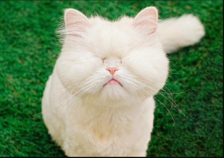 Moet: Η τυφλή γάτα Περσίας με τους χιλιάδες online θαυμαστές – ΦΩΤΟ
