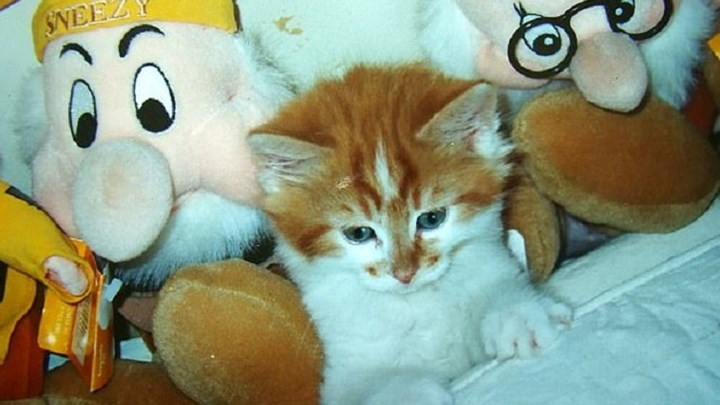 Πέθανε η γηραιότερη γάτα στον κόσμο – ΦΩΤΟ – ΒΙΝΤΕΟ