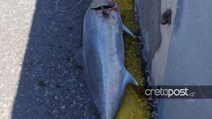 Ηράκλειο: Έπιασε ψάρι 32 κιλών με πεταχτάρι – ΦΩΤΟ