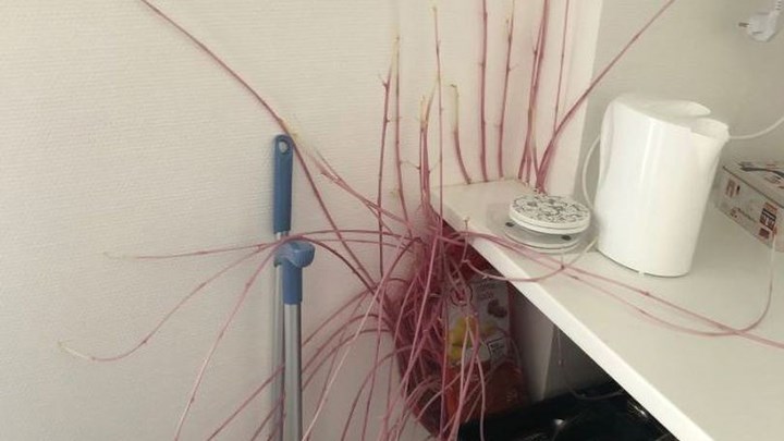 Φοιτήτρια μπήκε στην κουζίνα και είδε έντρομη αυτή την εικόνα – Τι φαντάζεστε ότι είναι; – ΦΩΤΟ