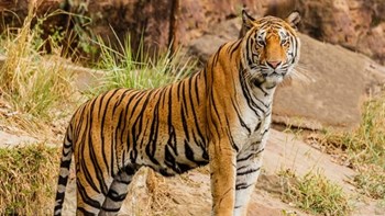 Ελβετία: Φύλακας ζωολογικού κήπου τραυματίσθηκε θανάσιμα από τίγρη