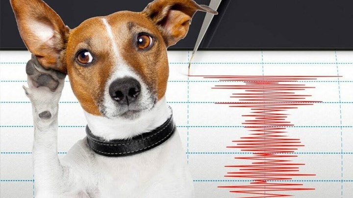 Τα ζώα έχουν έκτη αίσθηση – Πώς προειδοποιούν για σεισμό