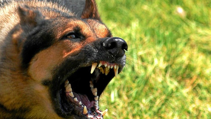 Θεσσαλονίκη: Λήστεψαν γυναίκα με την απειλή μεγαλόσωμου σκύλου