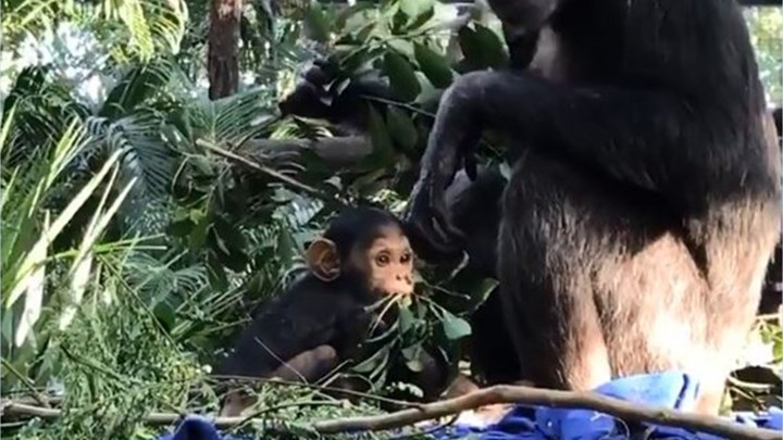 Μαμά χιμπατζής μαθαίνει το μωρό της να περπατάει και “λιώνει” το ίντερνετ – ΒΙΝΤΕΟ