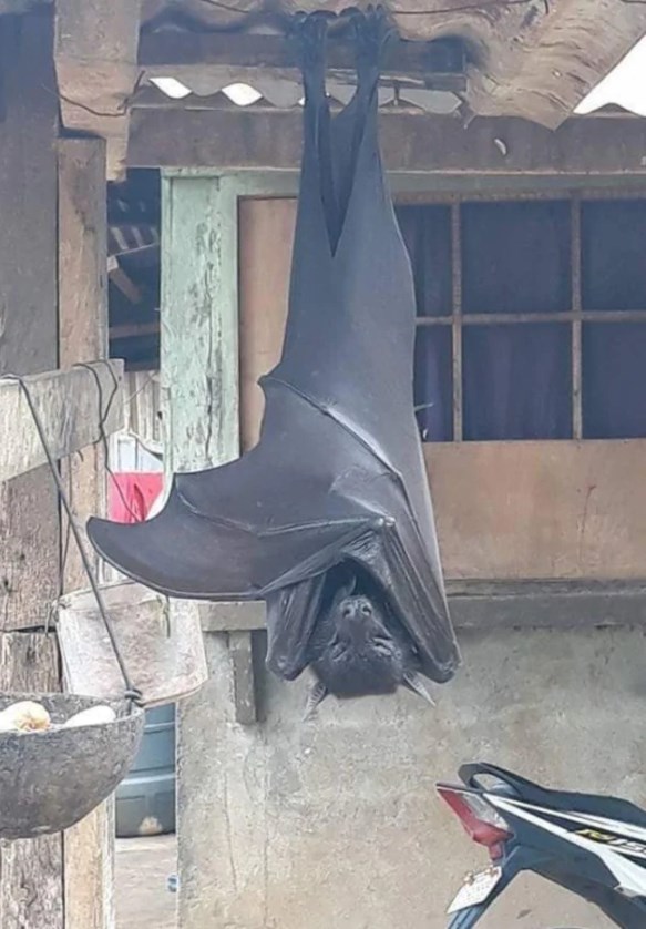 Viral: Τεράστια νυχτερίδα προκάλεσε τρόμο στο Twitter – ΦΩΤΟ