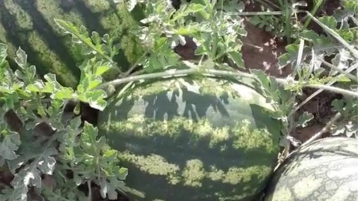 Κιλκίς: Καρπούζια μεγαλώνουν με… Μότσαρτ και Μπετόβεν στο Νέο Αγιονέρι