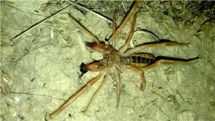 Camel Spider: Οι τρομακτικές αράχνες που εμφανίστηκαν και στην Ελλάδα – Πόσο επικίνδυνες είναι