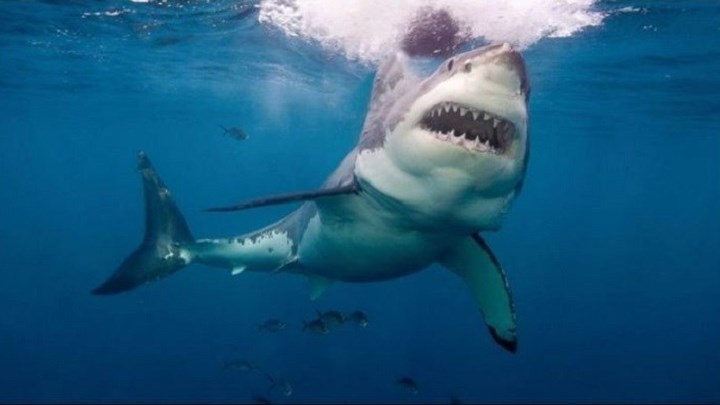 Αυστραλία: Λευκός καρχαρίας κατασπάραξε 15χρονο σέρφερ – Του επιτέθηκε δύο φορές
