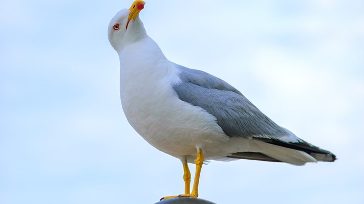 Βρετανία: Επιτέθηκε και δάγκωσε γλάρο γιατί προσπάθησε να του “κλέψει”… το μπέργκερ