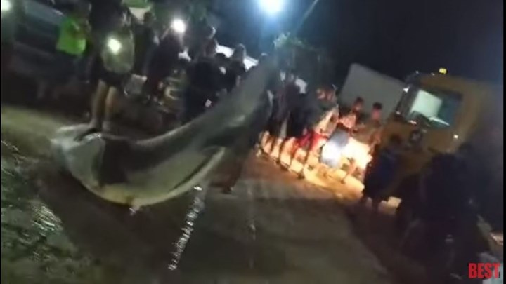 Τεράστιος καρχαρίας στην Πάτρα – Τον σήκωσαν με γερανό – ΒΙΝΤΕΟ