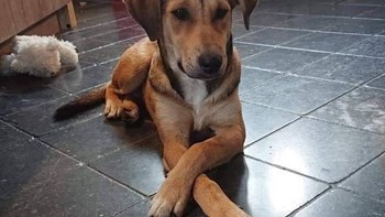 Αυλίδα: Στο νοσοκομείο 11χρονος έπειτα από επίθεση σκύλου