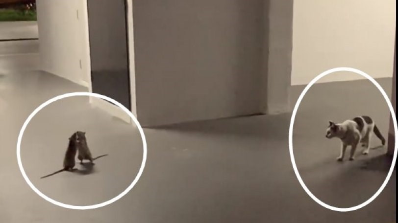 Viral: Γάτα παρακολουθεί ποντίκια από απόσταση ενός μέτρου να πλακώνονται στο ξύλο