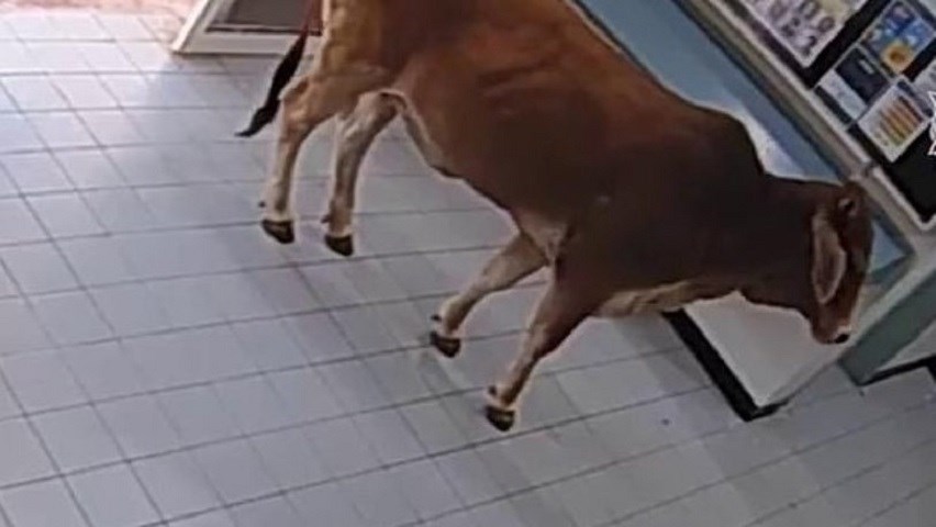 Αγελάδα “εισέβαλε” σε τμήμα και οι αστυνομικοί έβγαλαν selfie μαζί της – ΒΙΝΤΕΟ