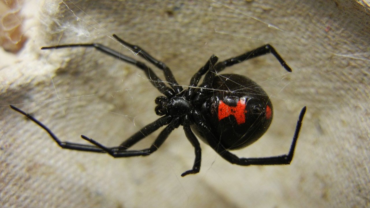 Τρόμος από τσιμπήματα μαύρης αράχνης στην Ελλάδα – Κινδύνεψε βρέφος 10 μηνών – ΒΙΝΤΕΟ