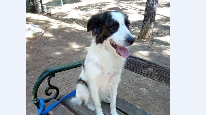 Η συγκινητική ιστορία του θηλυκού “Χάτσικο” της Αθήνας: Σκοτώθηκε ο ιδιοκτήτης της και αναζητεί μια αγκαλιά