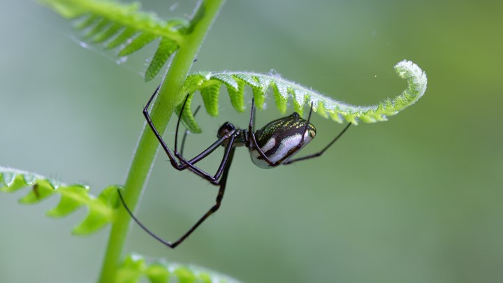 “Μαύρη Χήρα”: Θύμα της δηλητηριώδους αράχνης περιγράφει τα συμπτώματα μετά το τσίμπημα – ΒΙΝΤΕΟ