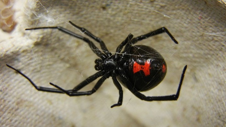“Μαύρη χήρα”: Η δραματική περιγραφή του πατέρα του βρέφους που το τσίμπησε η δηλητηριώδης αράχνη