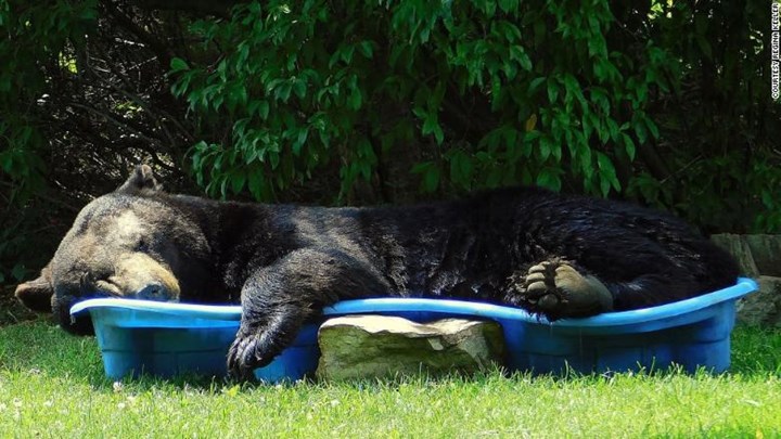 Viral: Αρκούδα χαλαρώνει σε… παιδική πισίνα – ΒΙΝΤΕΟ