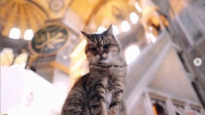 Γκλι: Μία γάτα η μόνιμη κάτοικος της Αγίας Σοφίας – ΒΙΝΤΕΟ