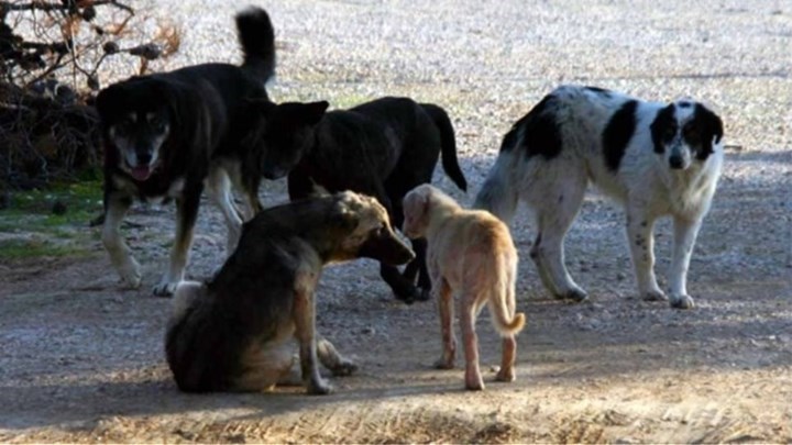 Θεσσαλονίκη: Μήνυση για τον θάνατο του 65χρονου που δέχτηκε επίθεση από αγέλη σκύλων