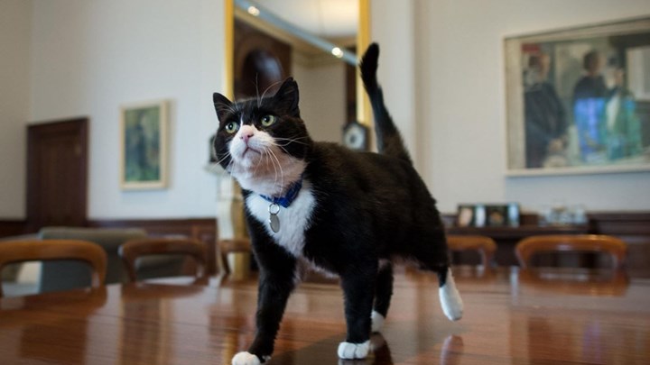 Πάλμερστον: Βγαίνει στη σύνταξη ο γάτος του Φόρεϊν Όφις – ΦΩΤΟ – ΒΙΝΤΕΟ