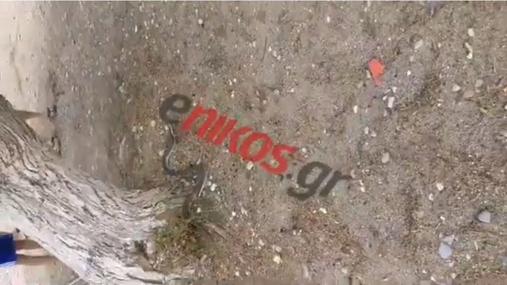 Κακοκαιρία Εύβοια: Γέμισαν φίδια οι παραλίες στο Δήλεσι και το Χαλκούτσι – ΒΙΝΤΕΟ αναγνώστη